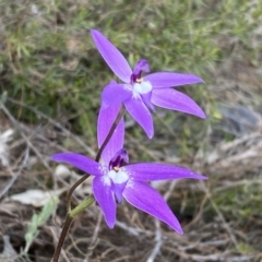 Glossodia major at Molonglo Valley, ACT - suppressed