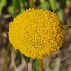 Craspedia variabilis (Common Billy Buttons) at Gundaroo, NSW - 1 Oct 2022 by Gunyijan