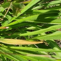 Craspedia variabilis at Gundaroo, NSW - suppressed