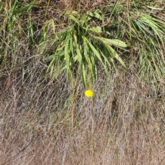 Craspedia variabilis at Gundaroo, NSW - suppressed