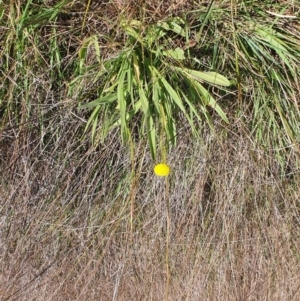 Craspedia variabilis at Gundaroo, NSW - suppressed