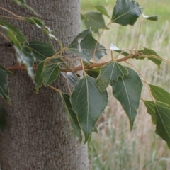 Brachychiton populneus subsp. populneus (Kurrajong) at Boorowa, NSW - 1 Oct 2022 by drakes