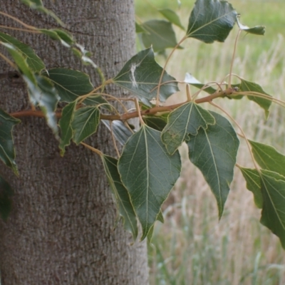 Brachychiton populneus subsp. populneus (Kurrajong) at Boorowa, NSW - 1 Oct 2022 by drakes