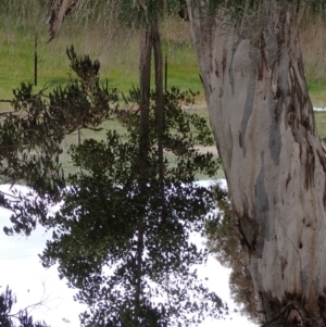 Brachychiton populneus subsp. populneus at Boorowa, NSW - 1 Oct 2022 11:24 AM