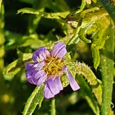 Vittadinia muelleri (Narrow-leafed New Holland Daisy) at Gundaroo, NSW - 1 Oct 2022 by Gunyijan