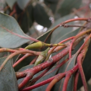 Eucalyptus blakelyi at Boorowa, NSW - 1 Oct 2022 11:23 AM