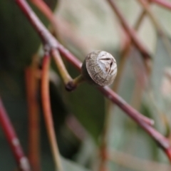 Eucalyptus blakelyi at Boorowa, NSW - 1 Oct 2022 11:23 AM