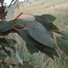 Eucalyptus blakelyi at Boorowa, NSW - 1 Oct 2022 11:23 AM