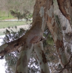 Eucalyptus blakelyi at Boorowa, NSW - 1 Oct 2022 11:23 AM