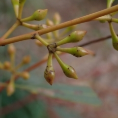 Eucalyptus melliodora (Yellow Box) at Boorowa, NSW - 1 Oct 2022 by drakes