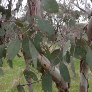 Eucalyptus blakelyi at Boorowa, NSW - 1 Oct 2022 12:29 PM