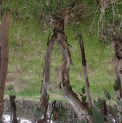 Eucalyptus blakelyi at Boorowa, NSW - 1 Oct 2022 12:29 PM