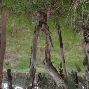 Eucalyptus blakelyi at Boorowa, NSW - 1 Oct 2022 12:29 PM