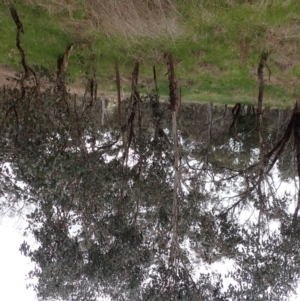 Eucalyptus blakelyi at Boorowa, NSW - 1 Oct 2022 12:29 PM