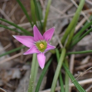 Romulea rosea var. australis at Boorowa, NSW - 1 Oct 2022 12:36 PM