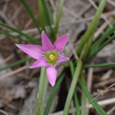 Romulea rosea var. australis (Onion Grass) at Boorowa, NSW - 1 Oct 2022 by drakes