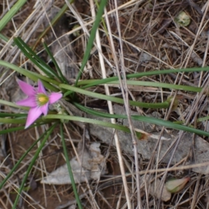 Romulea rosea var. australis at Boorowa, NSW - 1 Oct 2022 12:36 PM