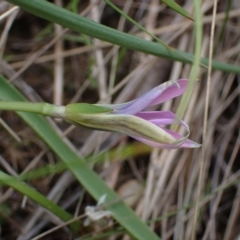 Romulea rosea var. australis at Boorowa, NSW - 1 Oct 2022 12:36 PM