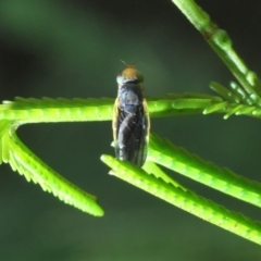 Hyalopeza schneiderae (A fruit fly) at O'Connor, ACT - 30 Sep 2022 by Harrisi