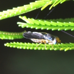 Hyalopeza schneiderae at O'Connor, ACT - 30 Sep 2022 03:56 PM