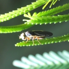 Hyalopeza schneiderae at O'Connor, ACT - 30 Sep 2022 03:56 PM