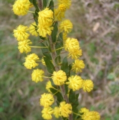 Acacia paradoxa (Kangaroo Thorn) at Hackett, ACT - 1 Oct 2022 by MatthewFrawley