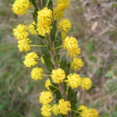 Acacia paradoxa (Kangaroo Thorn) at Hackett, ACT - 1 Oct 2022 by MatthewFrawley