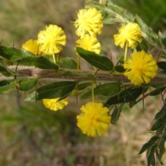 Acacia paradoxa at Hackett, ACT - 1 Oct 2022