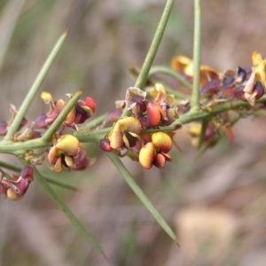 Daviesia genistifolia at Hackett, ACT - 1 Oct 2022