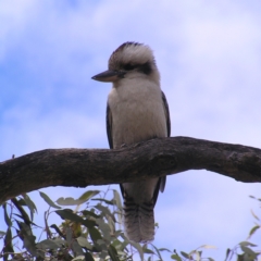 Dacelo novaeguineae (Laughing Kookaburra) at Mount Majura - 1 Oct 2022 by MatthewFrawley