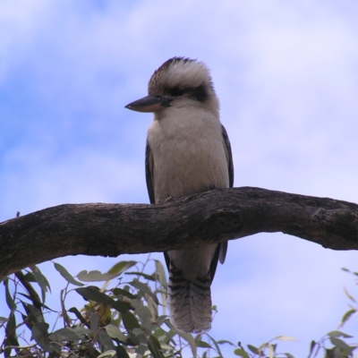 Dacelo novaeguineae (Laughing Kookaburra) at Hackett, ACT - 1 Oct 2022 by MatthewFrawley