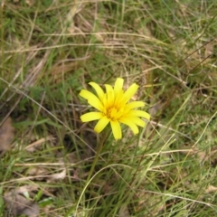 Microseris walteri (Yam Daisy, Murnong) at Hackett, ACT - 1 Oct 2022 by MatthewFrawley