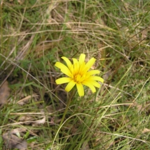 Microseris walteri at Hackett, ACT - 1 Oct 2022