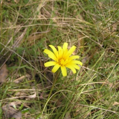 Microseris walteri (Yam Daisy, Murnong) at Hackett, ACT - 1 Oct 2022 by MatthewFrawley