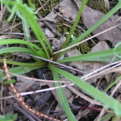 Microseris walteri at Hackett, ACT - 1 Oct 2022 12:13 PM