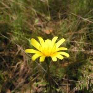 Microseris walteri at Hackett, ACT - 1 Oct 2022 12:13 PM