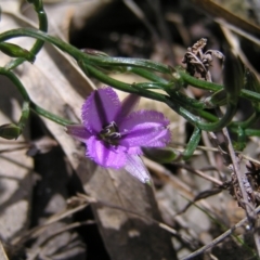 Thysanotus patersonii (Twining Fringe Lily) at Hackett, ACT - 1 Oct 2022 by MatthewFrawley