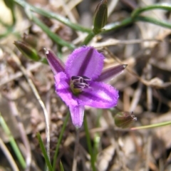 Thysanotus patersonii at Hackett, ACT - 1 Oct 2022 12:15 PM