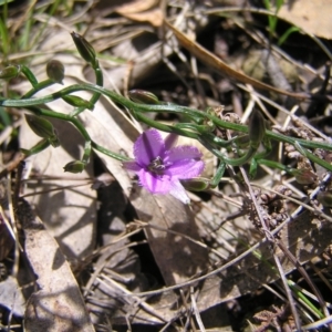 Thysanotus patersonii at Hackett, ACT - 1 Oct 2022 12:15 PM