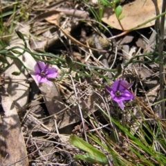 Thysanotus patersonii at Hackett, ACT - 1 Oct 2022