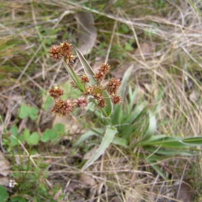 Luzula densiflora (Dense Wood-rush) at Mount Majura - 1 Oct 2022 by MatthewFrawley