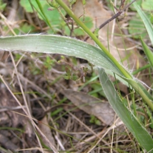 Luzula densiflora at Hackett, ACT - 1 Oct 2022