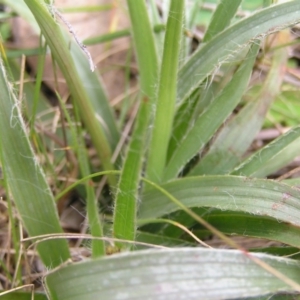 Luzula densiflora at Hackett, ACT - 1 Oct 2022