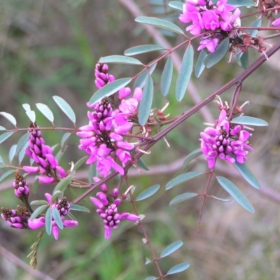 Indigofera australis subsp. australis (Australian Indigo) at Hackett, ACT - 1 Oct 2022 by MatthewFrawley