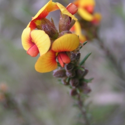 Dillwynia sericea (Egg And Bacon Peas) at Hackett, ACT - 1 Oct 2022 by MatthewFrawley