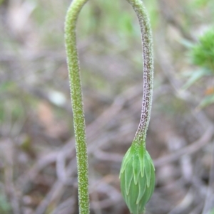 Microseris walteri at Hackett, ACT - 1 Oct 2022