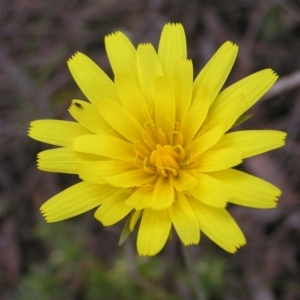 Microseris walteri at Hackett, ACT - 1 Oct 2022