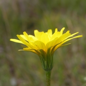 Microseris walteri at Hackett, ACT - 1 Oct 2022