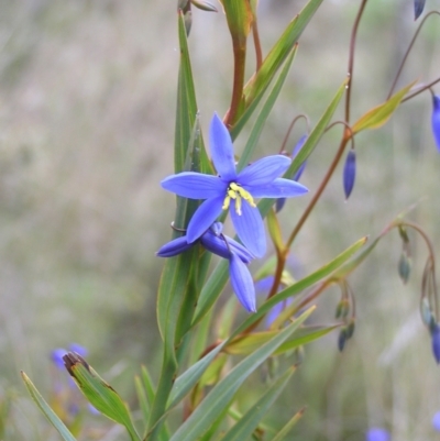 Stypandra glauca (Nodding Blue Lily) at Hackett, ACT - 1 Oct 2022 by MatthewFrawley