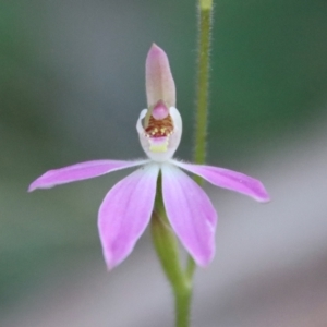 Caladenia carnea at Hughes, ACT - suppressed